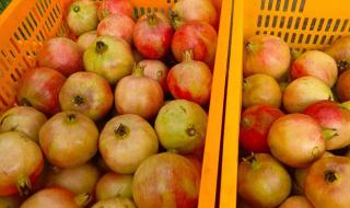 突尼斯软籽石榴产地 突尼斯软籽石榴产地